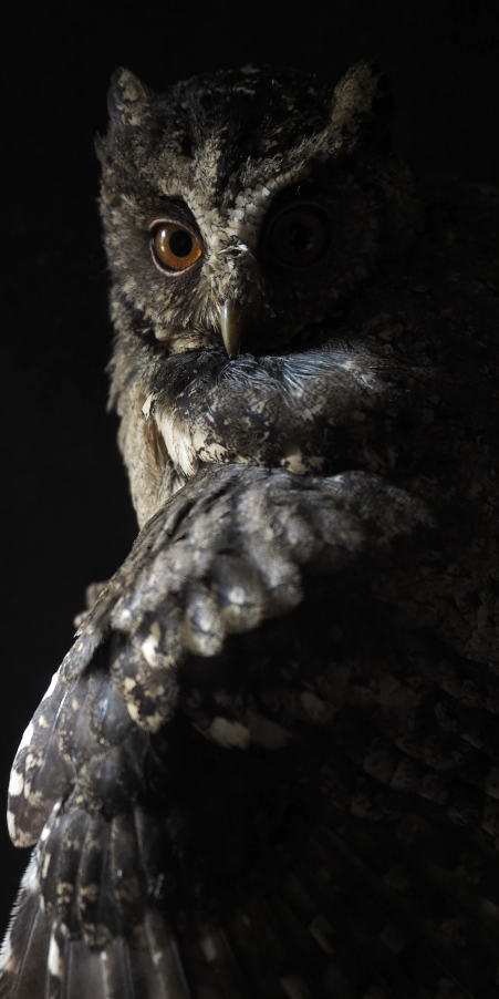 Miniver Logo Variation